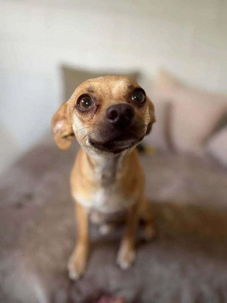 Pebbles thumbnail 5