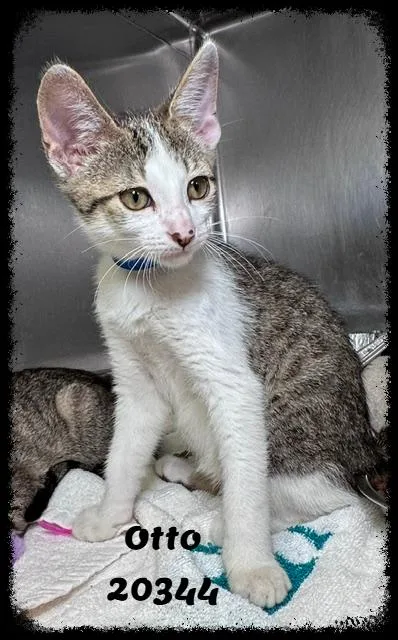 A baby small-sized male Tabby (Gray / Blue / Silver) Domestic Short Hair cat named OTTO see also FIFI for adoption in Marietta, GA