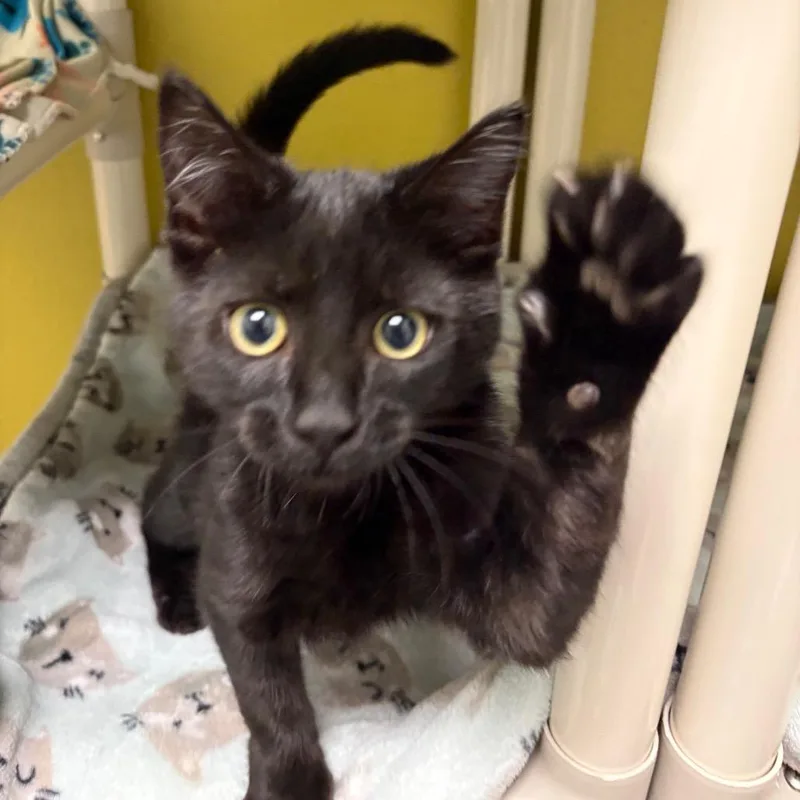 A baby small-sized male Black Domestic Short Hair cat named Scrambled Eggs for adoption in Keizer, OR