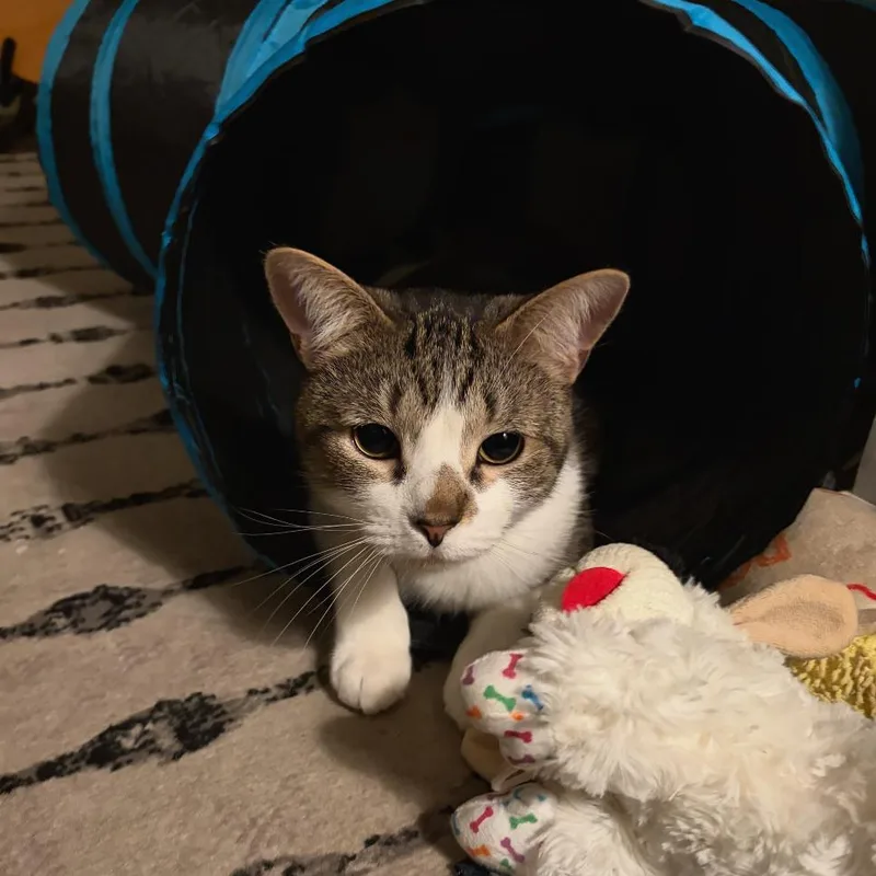 An adult medium-sized male Brown / Chocolate Domestic Short Hair cat named Toby for adoption in Gibsonia, PA
