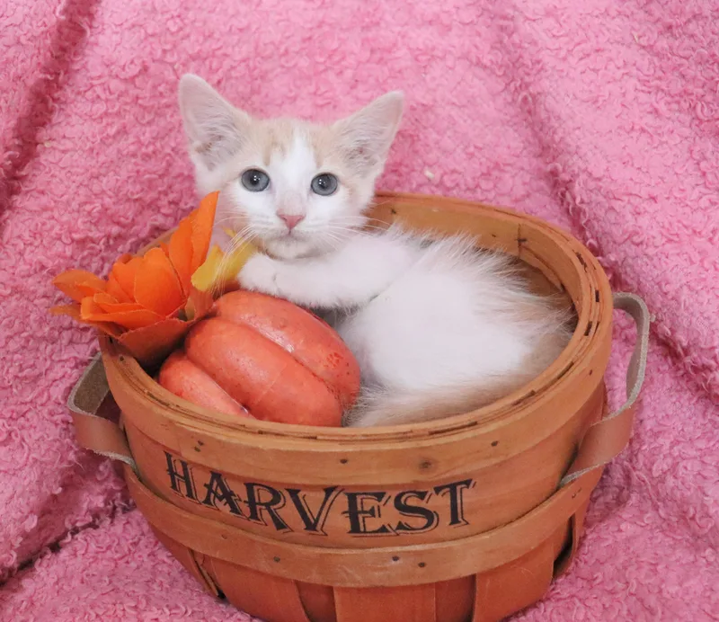 A baby medium-sized female Orange & White Turkish Van cat named Skittles for adoption in Saint Augustine, FL