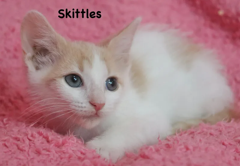 Skittles thumbnail 2