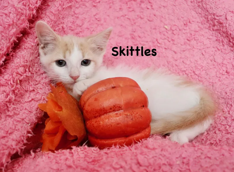 Skittles thumbnail 5