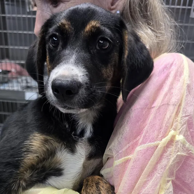 A baby small-sized male Black Catahoula Leopard Dog dog named Jojo for adoption in Wappingers Falls, NY