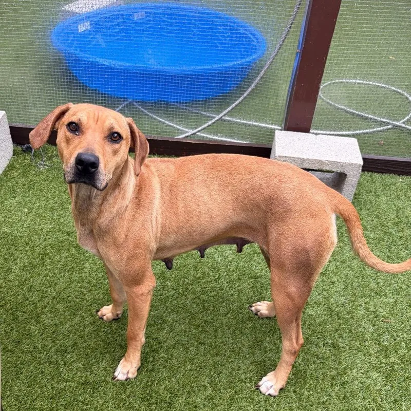 An adult medium-sized female Yellow / Tan / Blond / Fawn Mixed Breed dog named Bam Bam for adoption in LOXAHATCHEE, FL