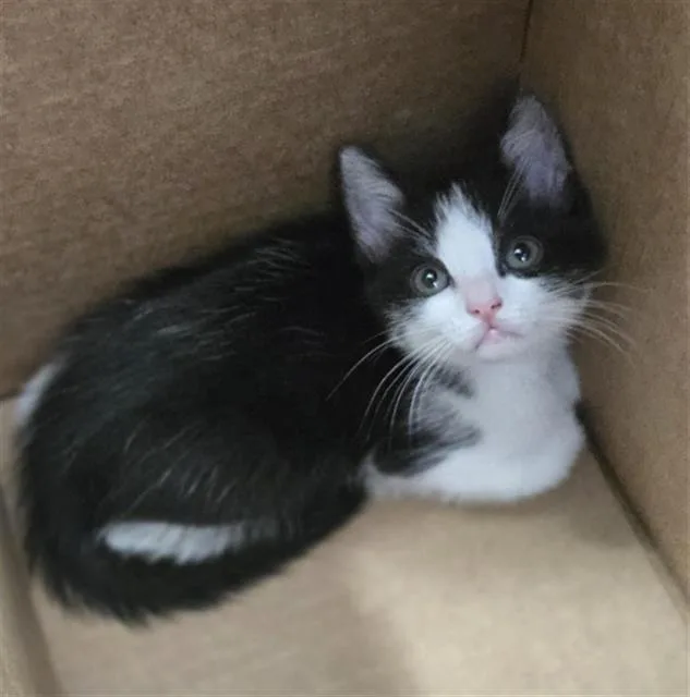 A baby medium-sized female Domestic Short Hair cat named Kelp for adoption in Dallas, TX