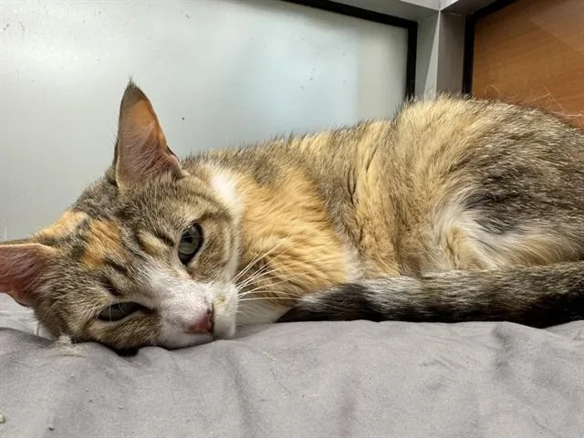 Calico