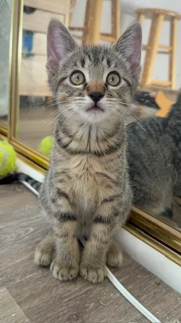 A baby medium-sized male Tabby (Buff / Tan / Fawn) Domestic Short Hair cat named Ferris for adoption in Portland, OR