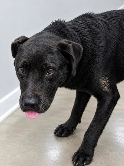 An adult large-sized male Labrador Retriever dog named Sagittarius for adoption in New Orleans, LA