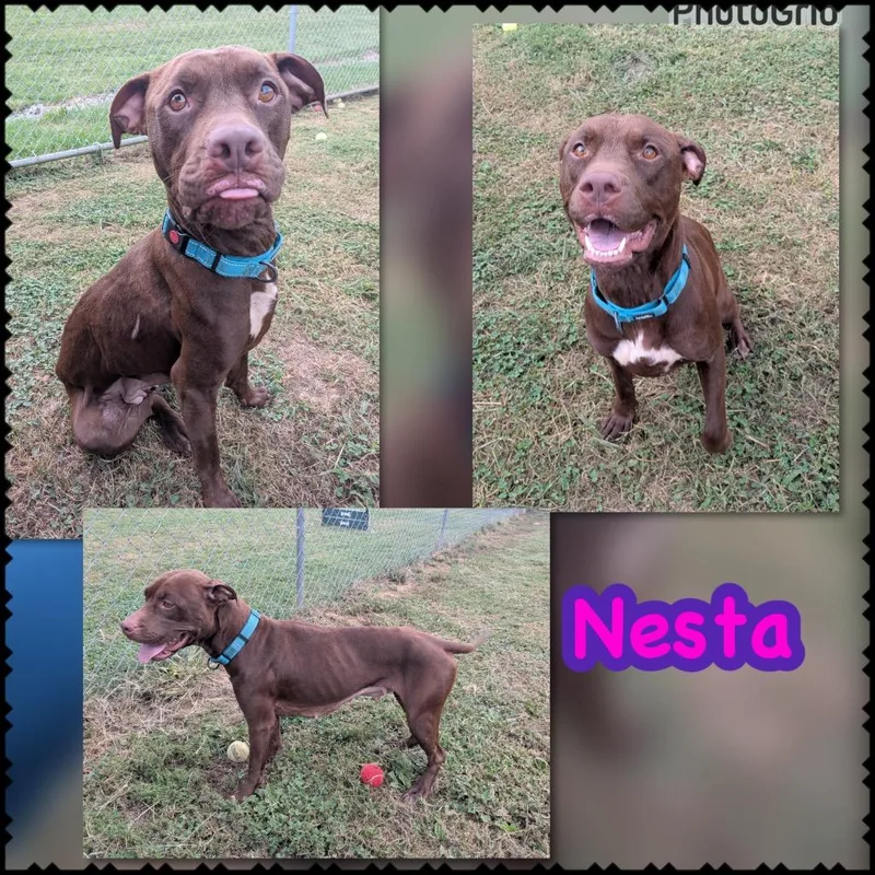 Nesta