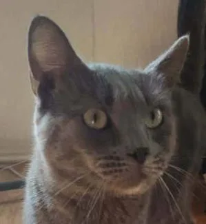An adult medium-sized male Gray / Blue / Silver Domestic Short Hair cat named Blue for adoption in Anoka, MN