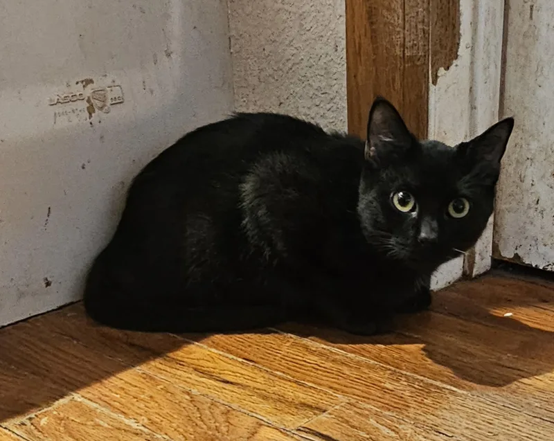 A young medium-sized male Black American Shorthair cat named Boy George for adoption in Dallas, TX