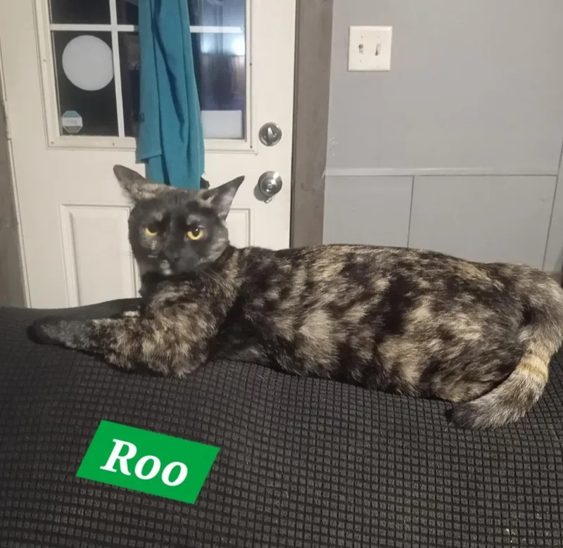 Roo