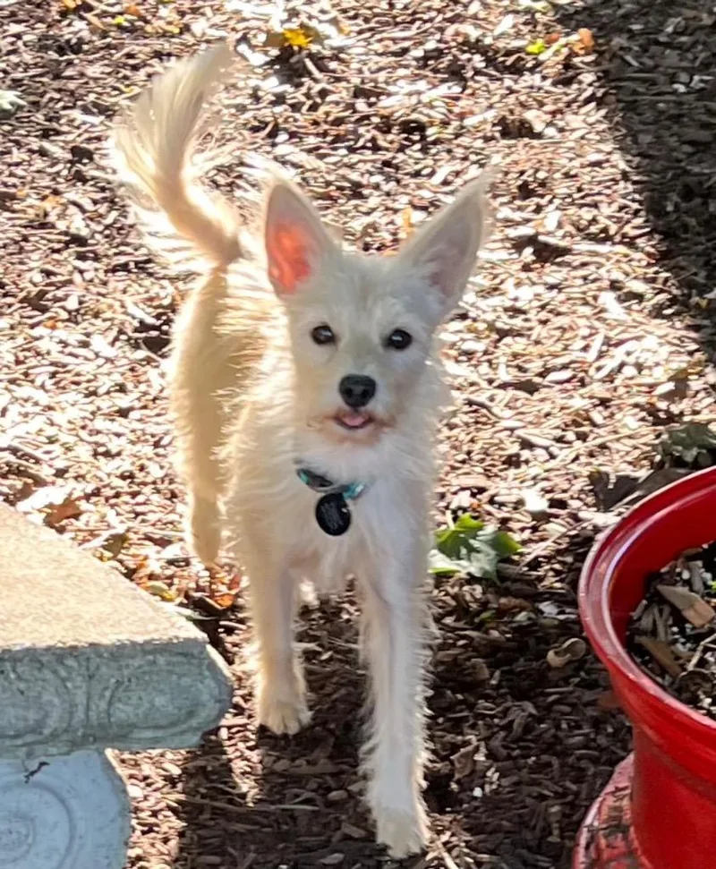 An adult small-sized female Wirehaired Terrier dog named Francine for adoption in West Bloomfield, MI