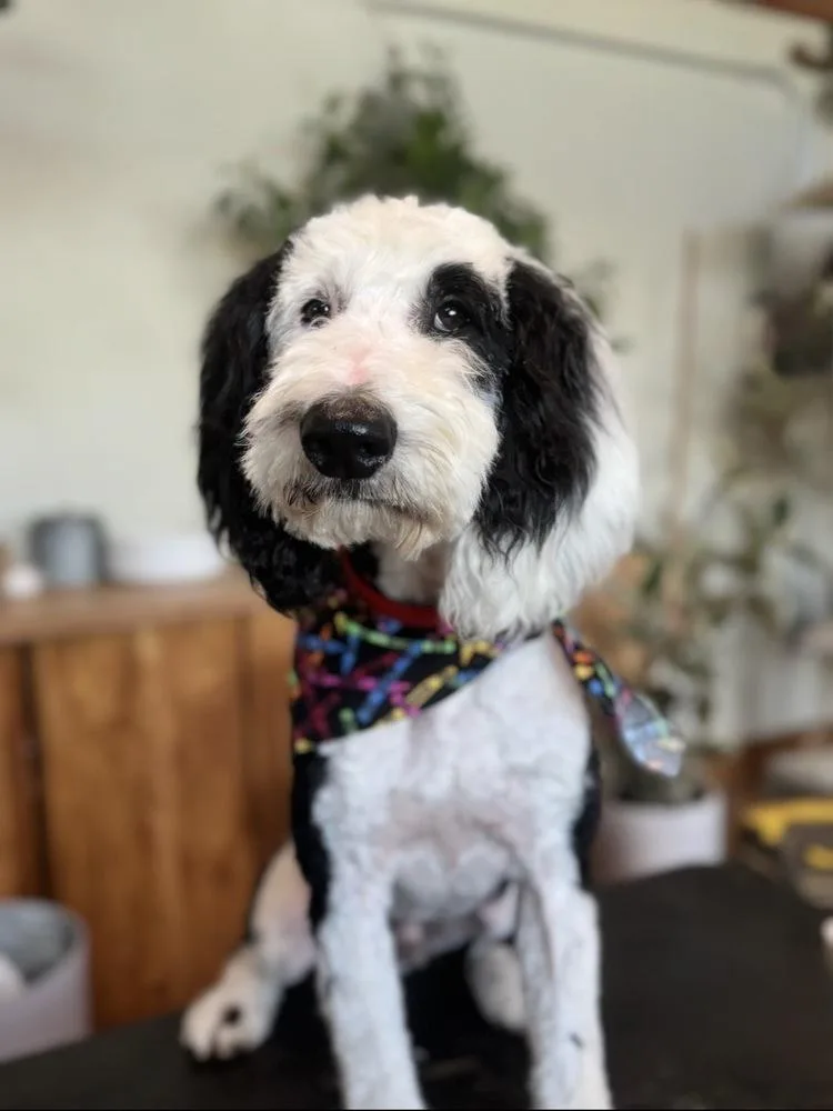 Snoopy