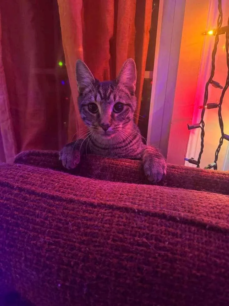 A young medium-sized female Domestic Short Hair cat named Ma Rainey for adoption in Cleveland, OH