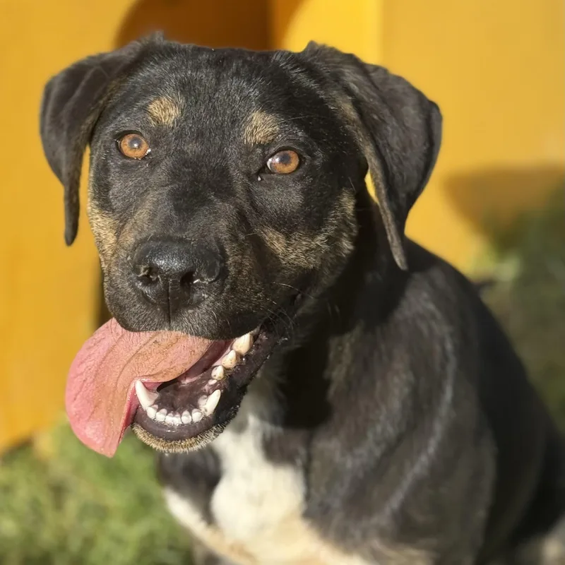 An adult medium-sized female Tricolor (Brown, Black, & White) Plott Hound dog named Flower for adoption in Water Valley, MS