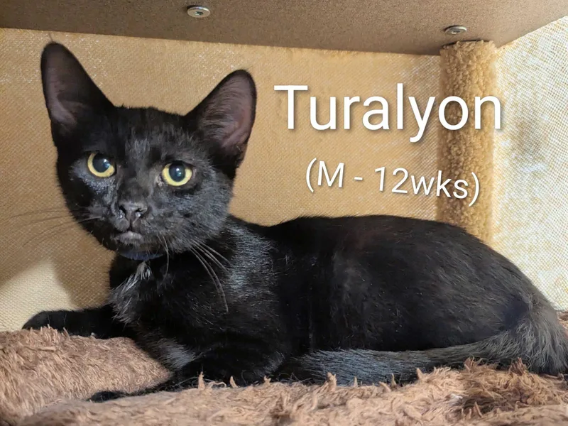 A young small-sized male Black Domestic Short Hair cat named Turalyon for adoption in Seven Valleys, PA