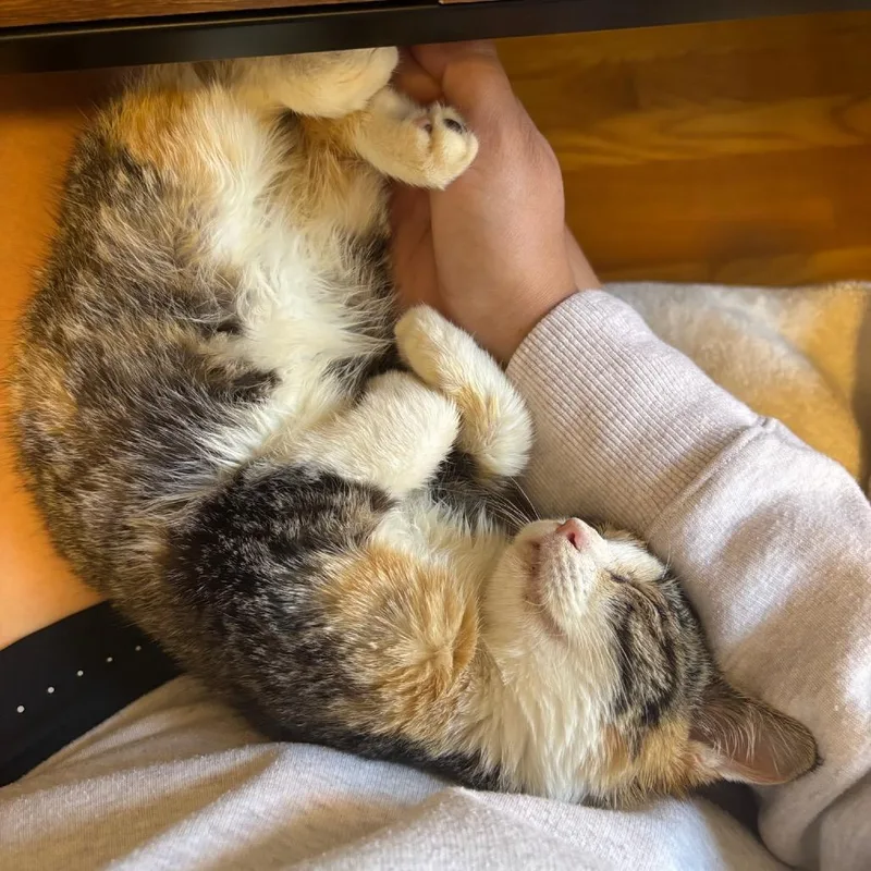 A baby small-sized female Calico Domestic Short Hair cat named Candy Corn for adoption in Evanston, IL