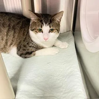 An adult medium-sized male Gray / Blue / Silver Domestic Short Hair cat named Roary for adoption in West Palm Beach, FL