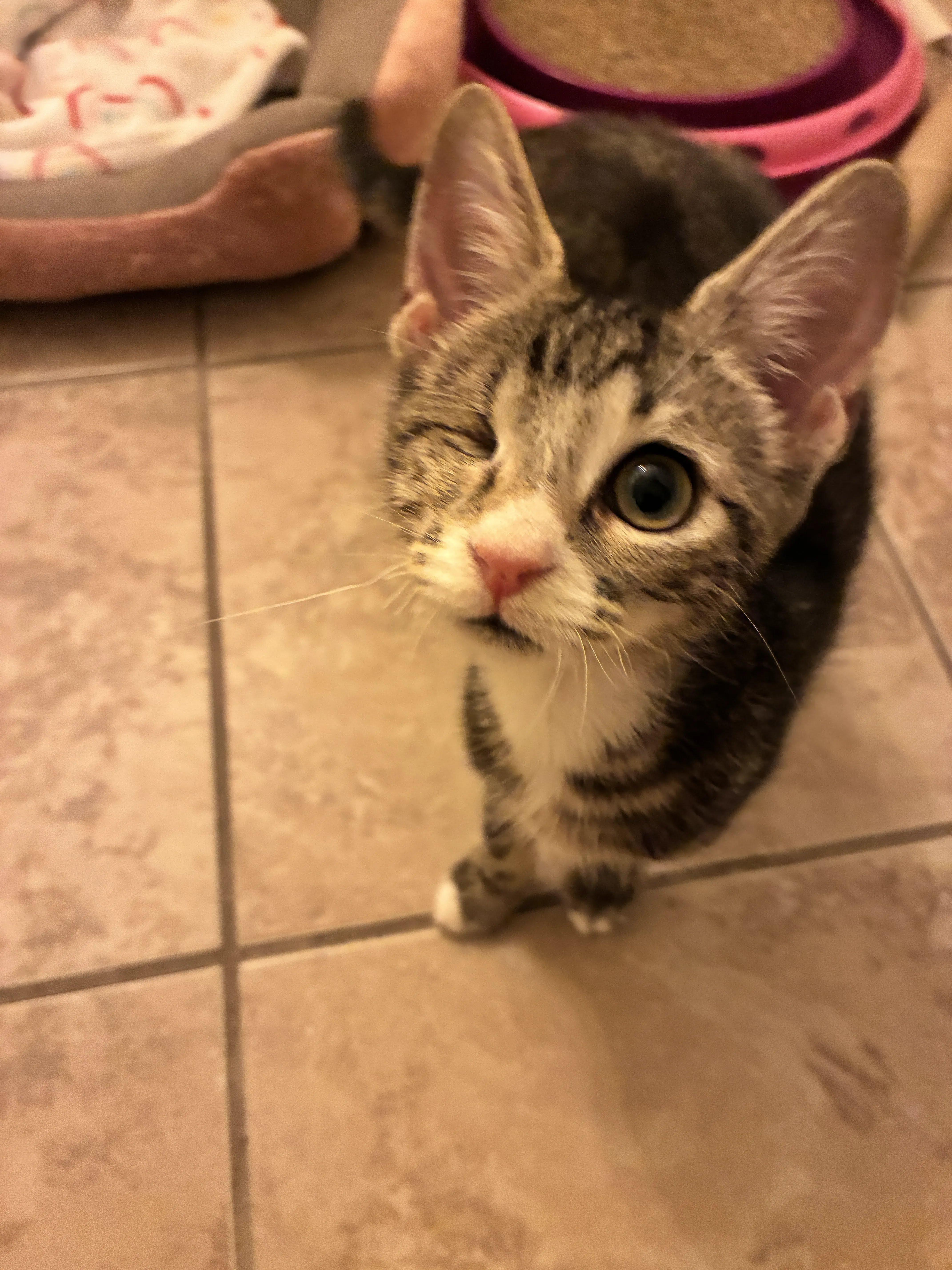 A baby medium-sized female Tabby (Brown / Chocolate) Domestic Short Hair cat named Scotch for adoption in Statesboro, GA