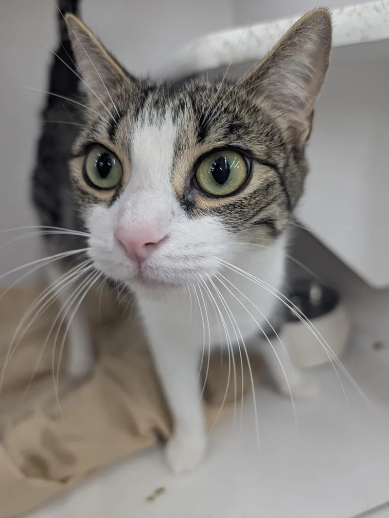 An adult medium-sized female Tabby (Tiger Striped) Domestic Short Hair cat named Lulu for adoption in Buffalo, NY