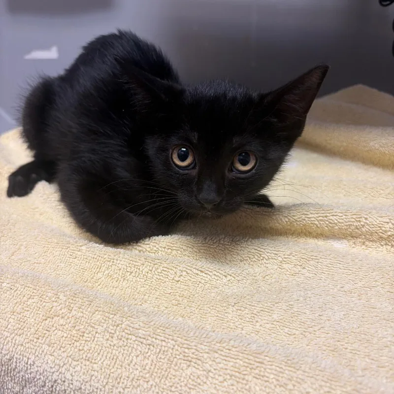 A baby small-sized female Black Domestic Short Hair cat named Mia for adoption in Webster, TX