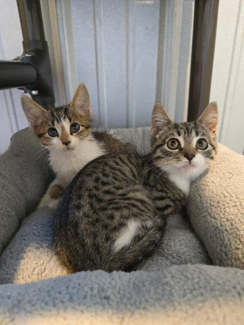 A baby medium-sized male Domestic Short Hair cat named Luther for adoption in Woodsfield, OH