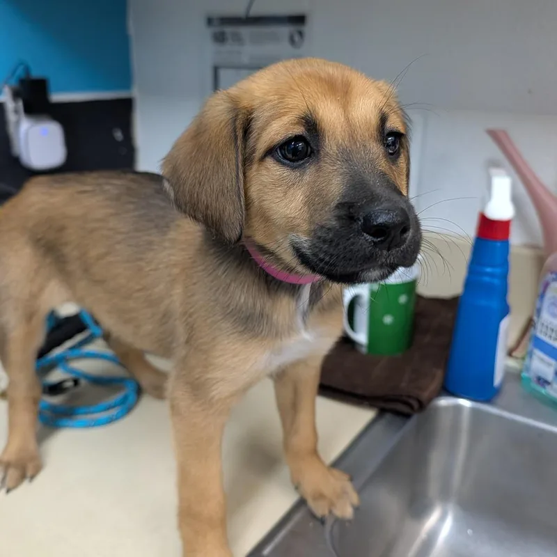 A baby small-sized female Brown / Chocolate Mixed Breed dog named Sage for adoption in Ardmore, OK
