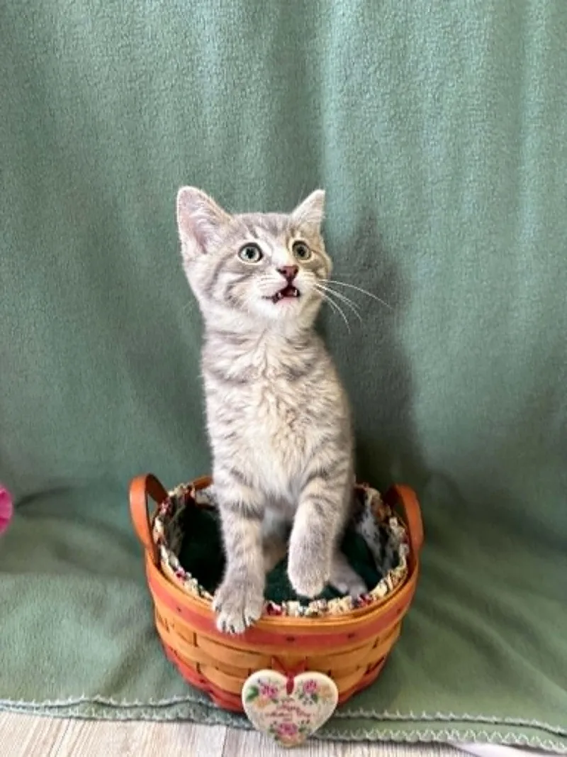 A young medium-sized female Tabby (Gray / Blue / Silver) American Shorthair cat named Freya for adoption in Barboursville, WV