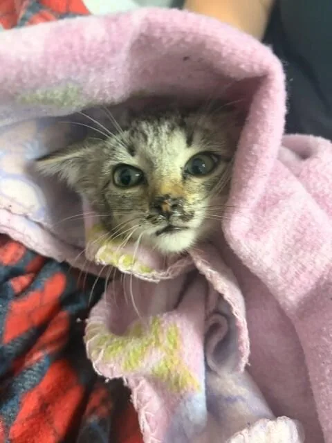 A young small-sized female Domestic Short Hair cat named April for adoption in Cincinnati, OH