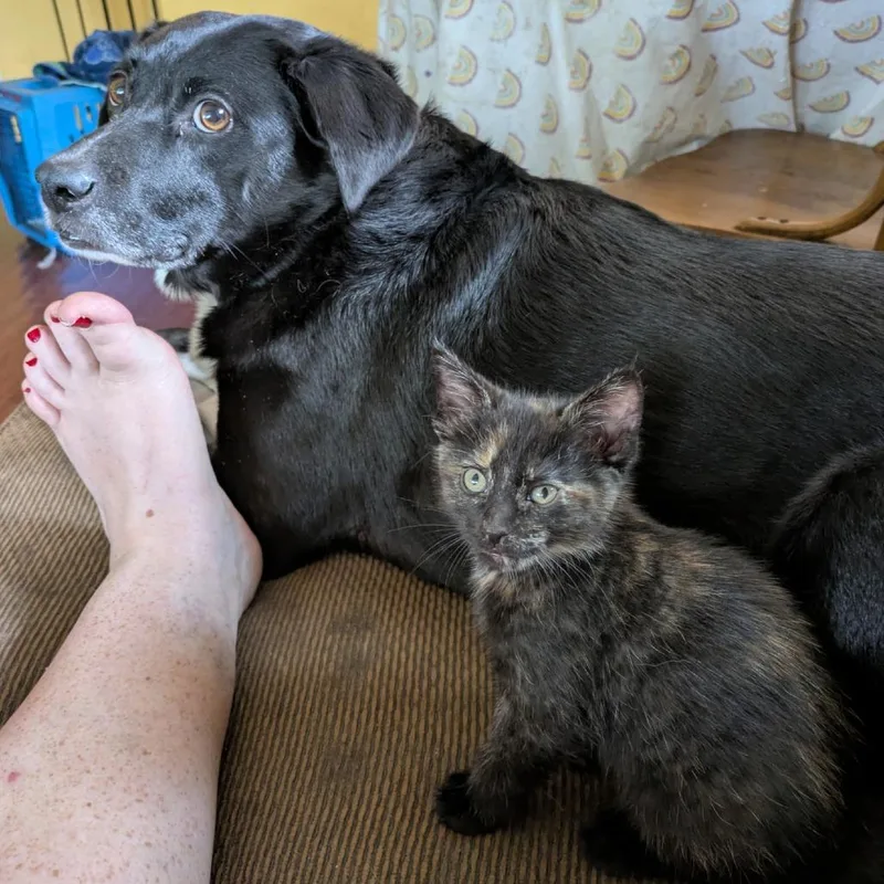 A baby small-sized female Domestic Short Hair cat named Blossom for adoption in Normal, IL
