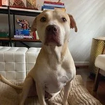 A senior large-sized male Yellow / Tan / Blond / Fawn Mixed Breed dog named Bruiser for adoption in Columbus, GA