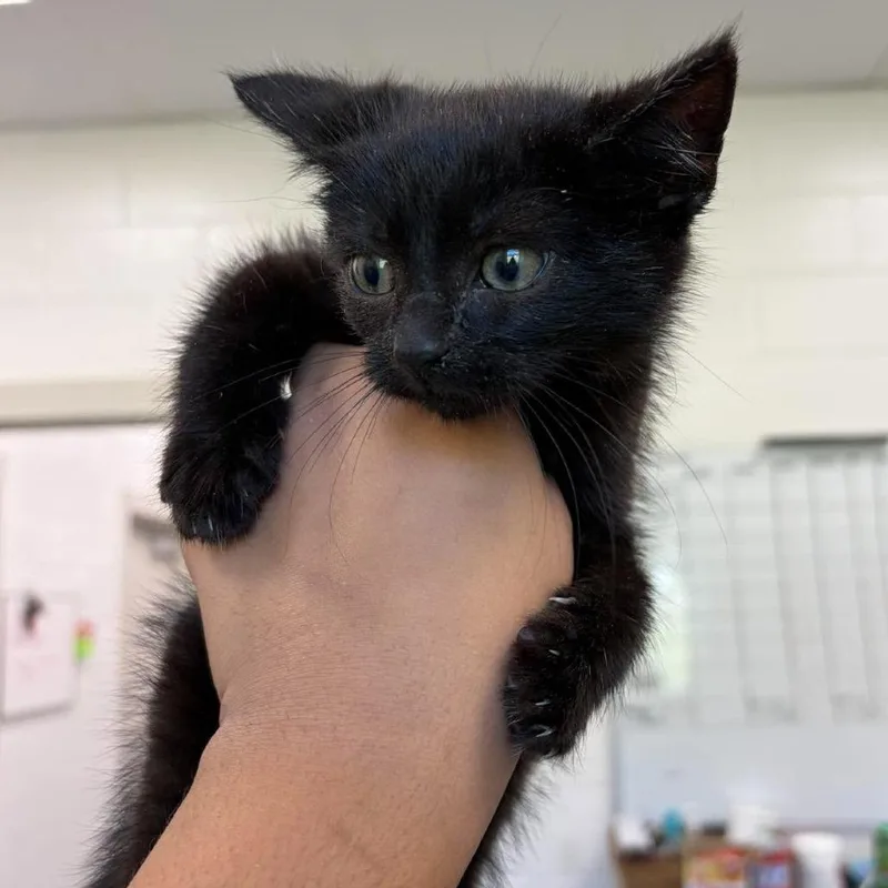 A baby small-sized male Black Domestic Short Hair cat named Galaxy for adoption in Rocky Mount, VA