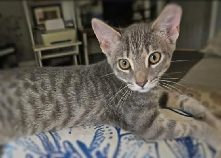 A baby medium-sized male Tabby (Gray / Blue / Silver) Domestic Short Hair cat named Grayson for adoption in Ocean Springs, MS