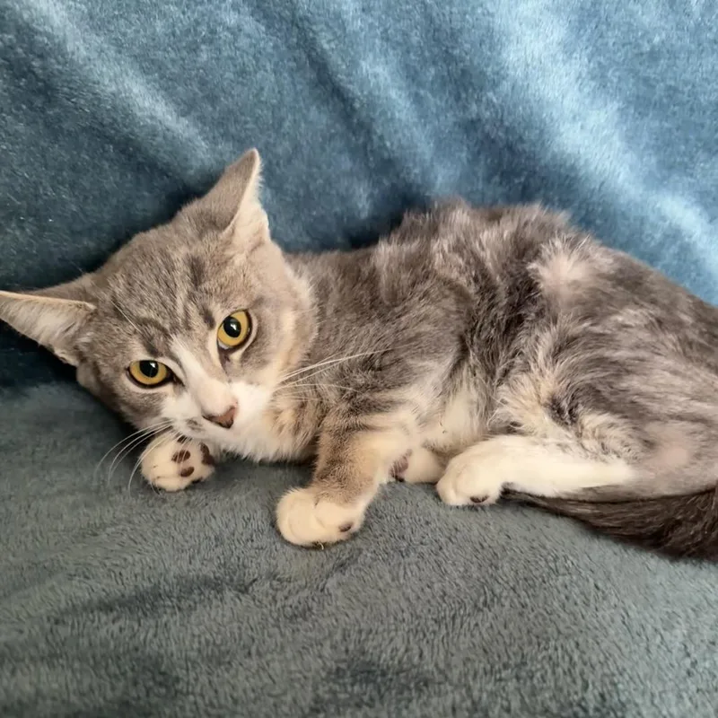 A baby small-sized female Gray / Blue / Silver Domestic Short Hair cat named Spruce for adoption in Brea, CA