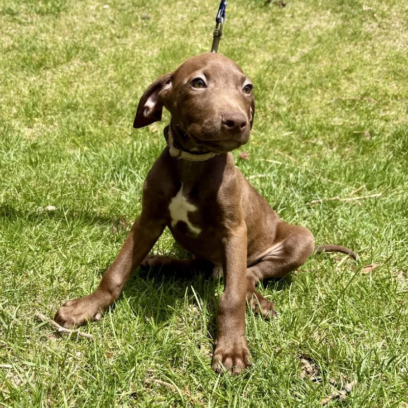 A baby small-sized male Brown / Chocolate Vizsla dog named Falcon for adoption in Fort Collins, CO