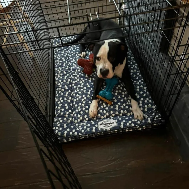 An adult medium-sized male Black Mixed Breed dog named Seamus for adoption in Memphis, TN