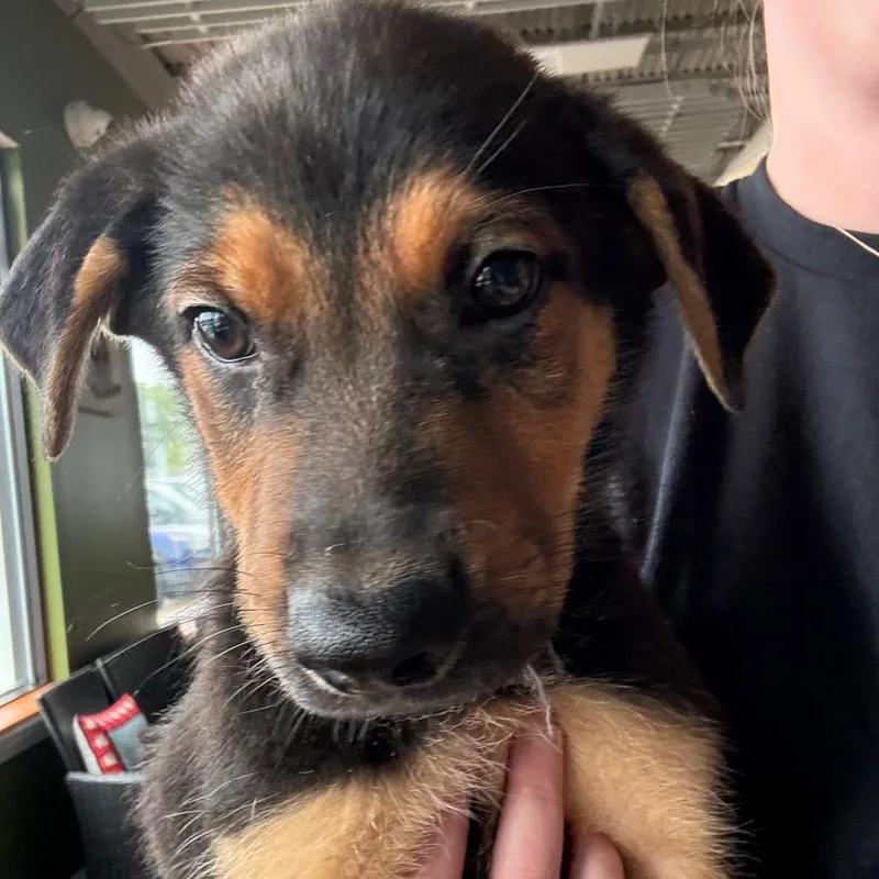 A baby medium-sized male Black German Shepherd Dog dog named Kodiak for adoption in Avon, OH