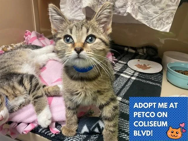 A baby small-sized male Domestic Short Hair cat named Jack for adoption in Fort Wayne, IN