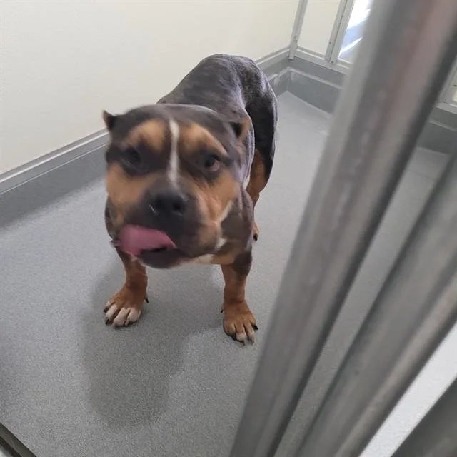 An adult large-sized male Pit Bull Terrier dog named Kevin for adoption in Urbana, IL