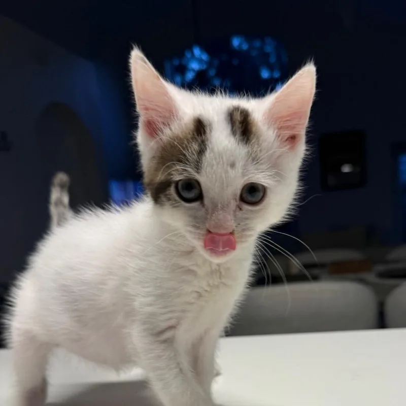 A baby small-sized male White Domestic Short Hair cat named Pikachu for adoption in Miami, FL