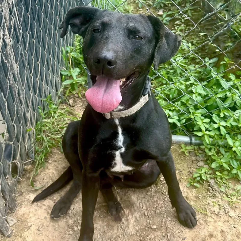 An adult large-sized female Black Labrador Retriever dog named Willow for adoption in Marshall, TX