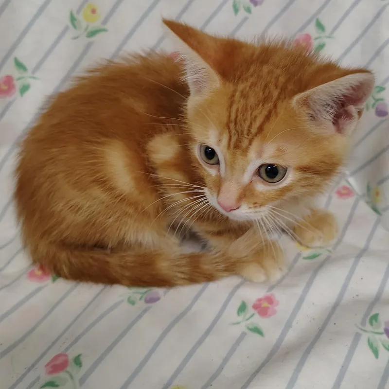 A baby small-sized male Orange / Red Domestic Short Hair cat named Atacama for adoption in Coos Bay, OR