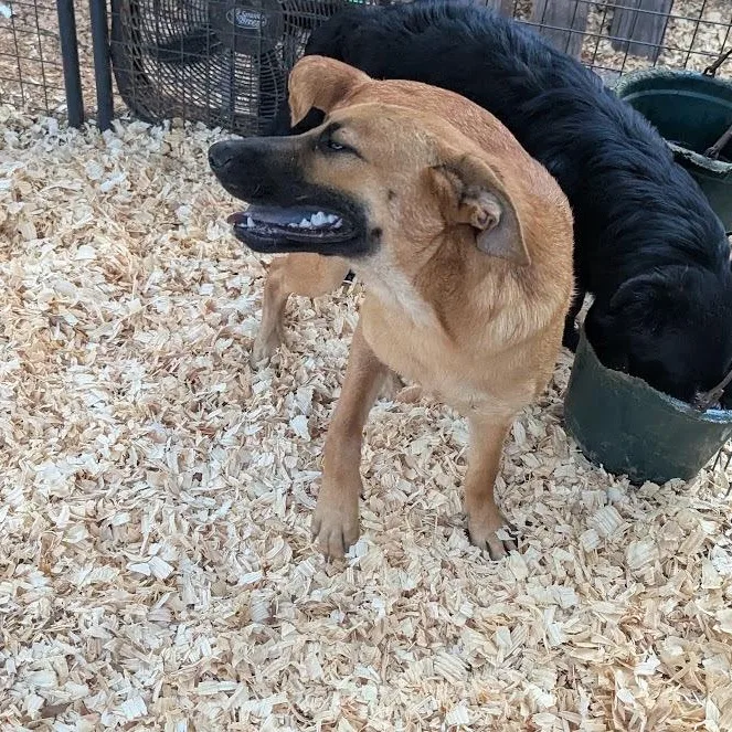 A baby medium-sized male Flat-Coated Retriever dog named Summit for adoption in Fosters, AL