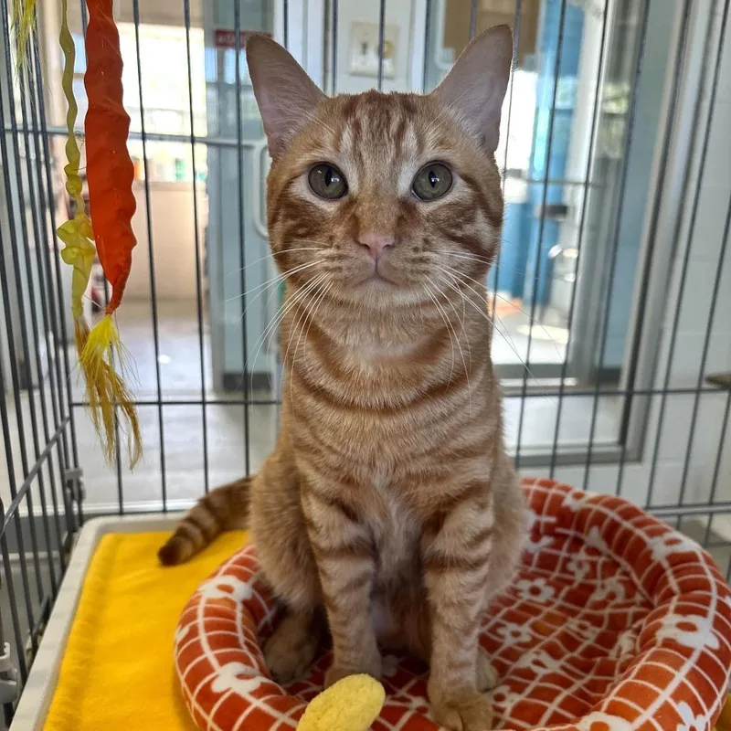 A young large-sized male Orange / Red Domestic Short Hair cat named Colby Jack for adoption in Carencro, LA