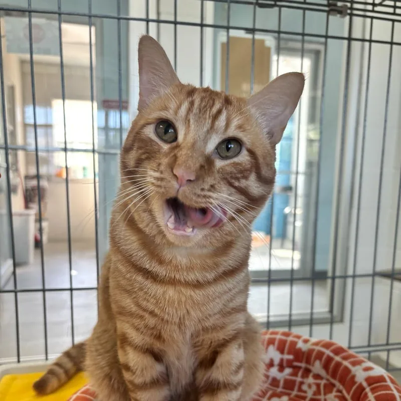 Colby Jack thumbnail 3