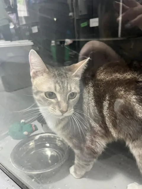 An adult medium-sized female Domestic Short Hair cat named Pearl for adoption in Anoka, MN