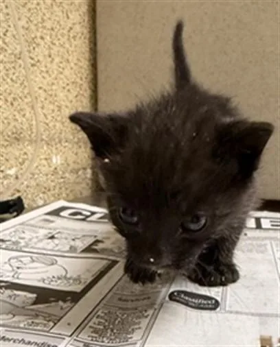A baby small-sized female Domestic Short Hair cat named Jan for adoption in Riverside, CA