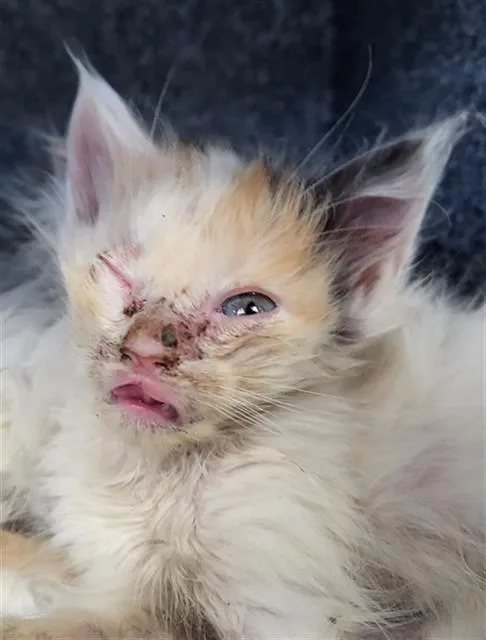 A baby medium-sized female Domestic Long Hair cat named Nobara for adoption in Dallas, TX